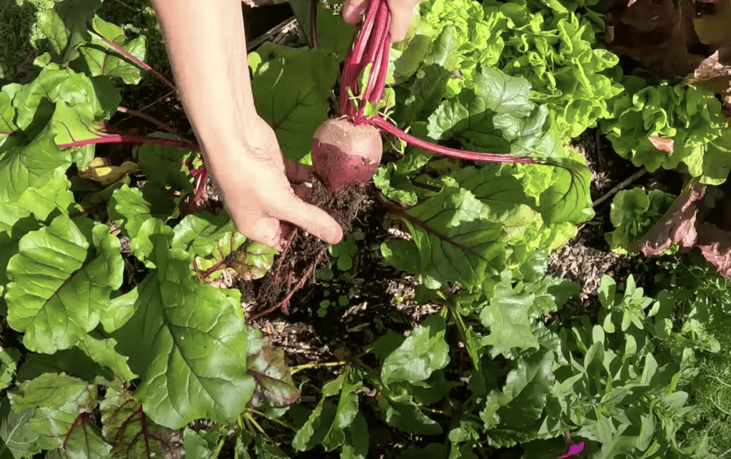 Winter Garden Beets